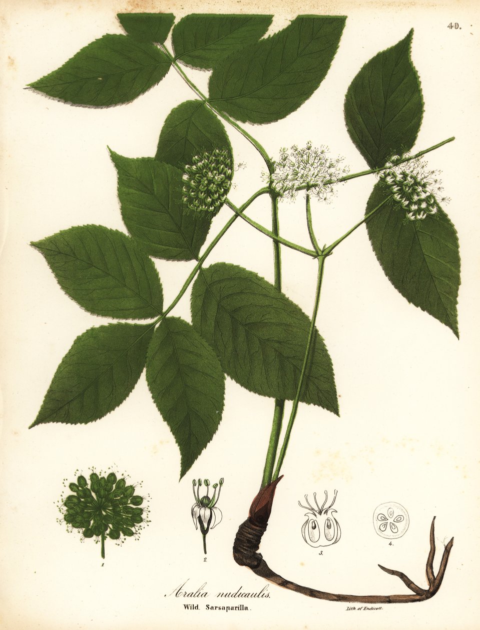 野生のサルサパリラ、Aralia nudicaulis 作： エンディコットエンディコット