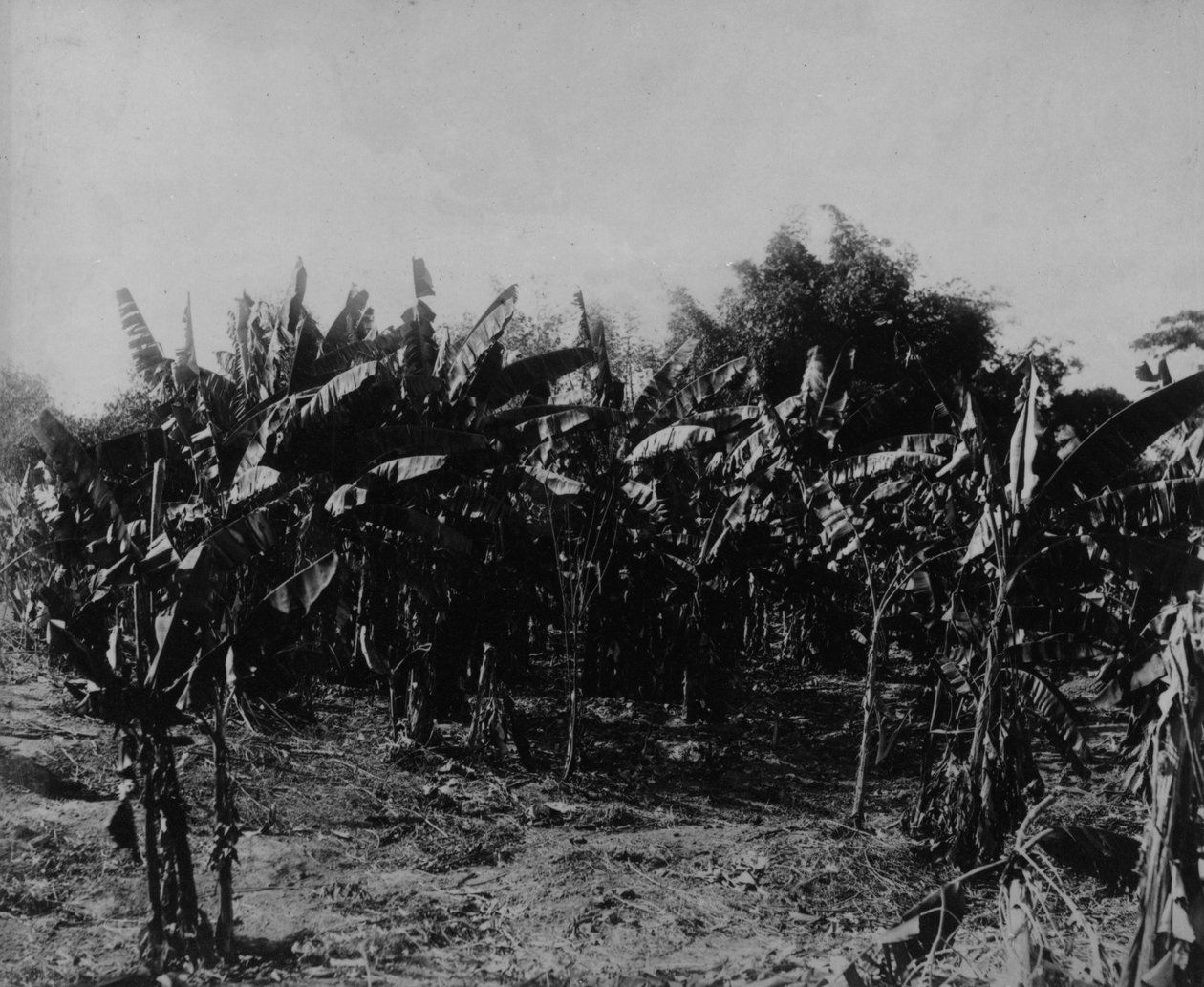 バナナ栽培、トリニダード、1891年 作： 英語の写真家