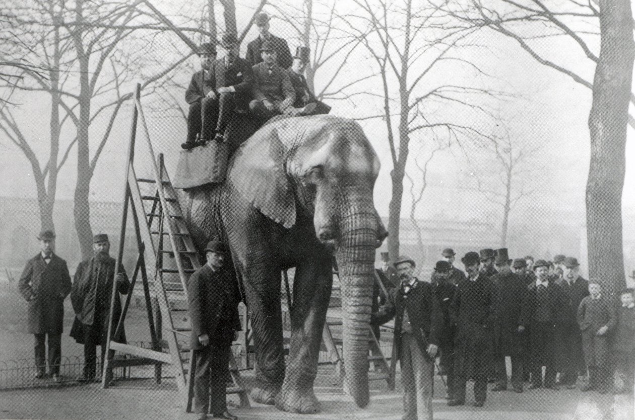 ジャンボに乗ってZSLロンドン動物園、おそらく1882年3月 作： 英語の写真家