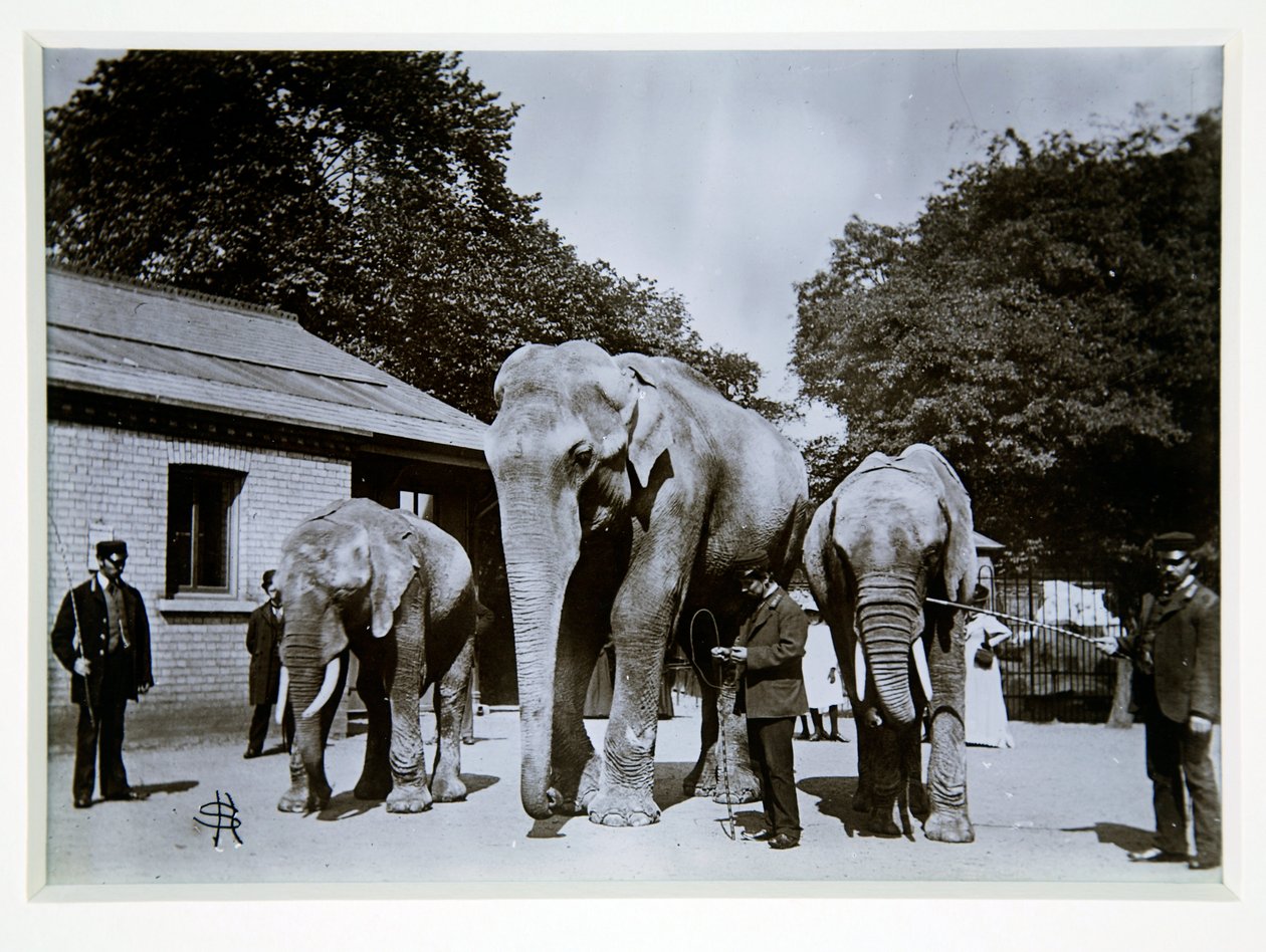 ロンドン動物園の象のジャンボ、1870年代 作： 英語の写真家