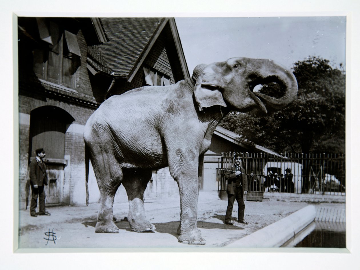 ロンドン動物園の象のジャンボ、1870年代 作： 英語の写真家