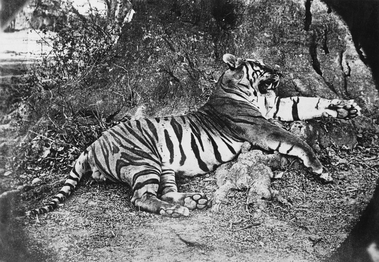 タイガー、1870年頃 作： 英語の写真家