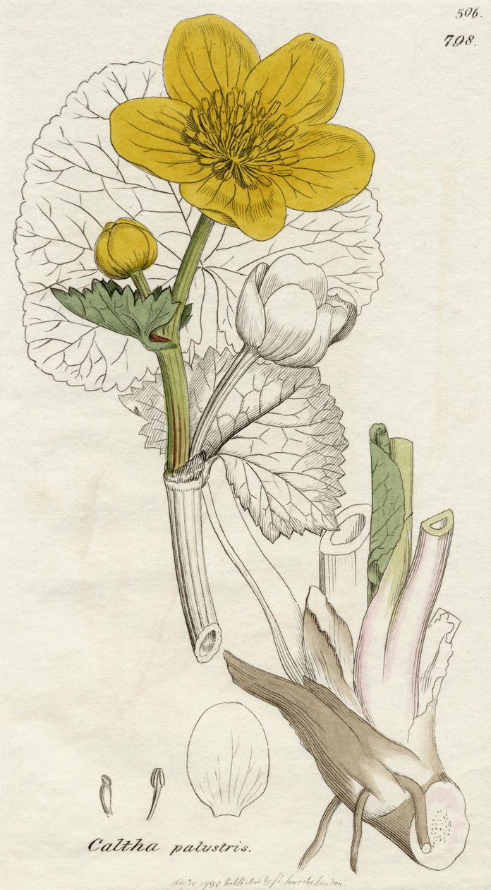 Caltha Palustris（Marsh Marigold）がロンドン1798を公開 作： 英語学校