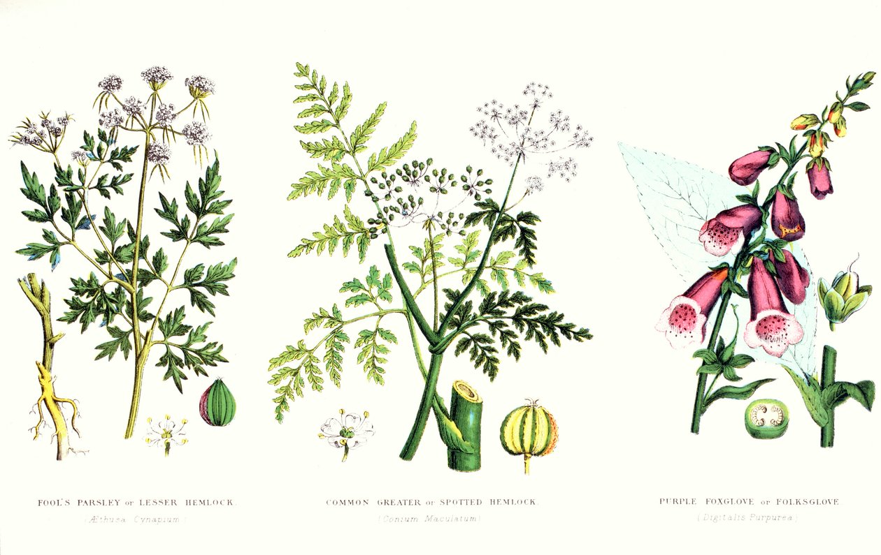 一般的な有毒植物、1890年頃 作： 英語学校