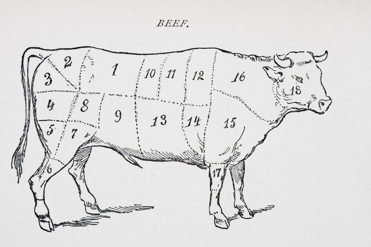18種類の肉の切り身を示すようにマークされた去勢牛の絵 作： 英語学校