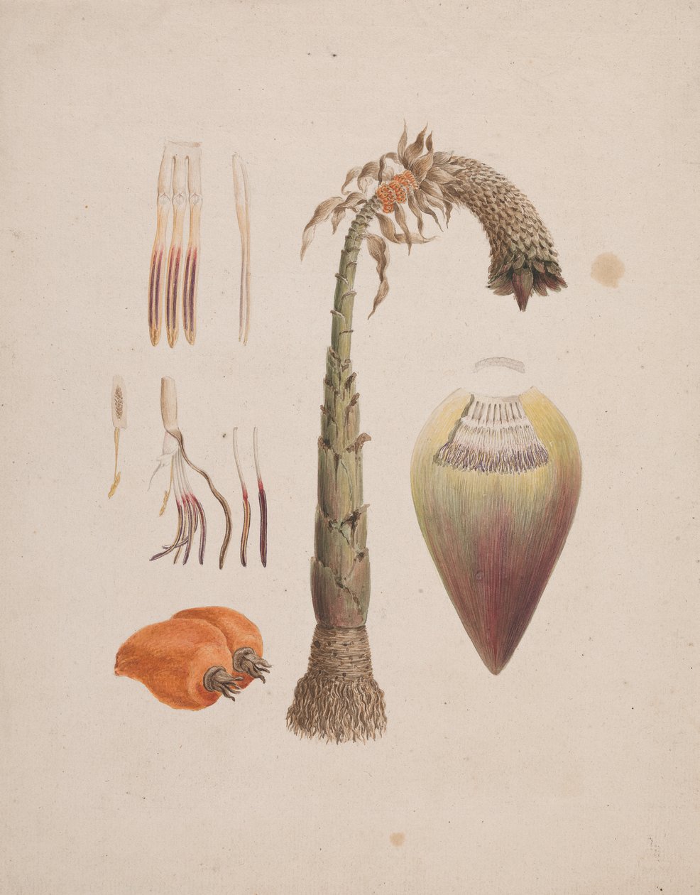 Ensete Ventricosum（紙に鉛筆でトイレ） 作： 英語学校