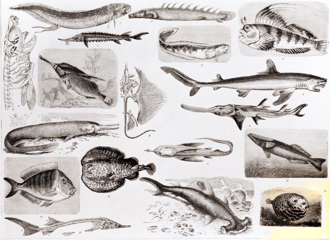 魚類学-エラスモブランチ、ガノイド、および骨性魚 作： 英語学校