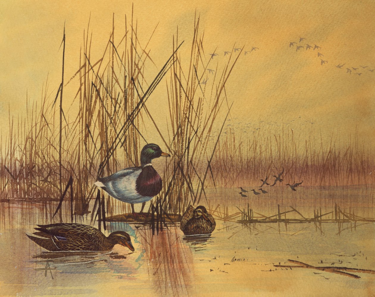 湖のマガモ、1890年頃（紙にトイレ） 作： 英語学校