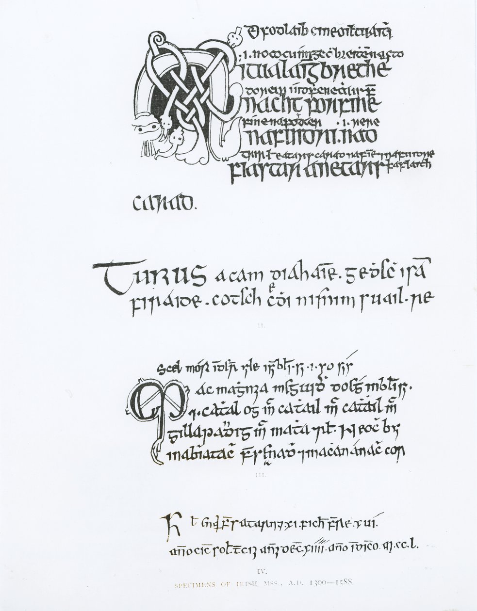 アイルランド写本の標本、1300〜1588年 作： 英語学校