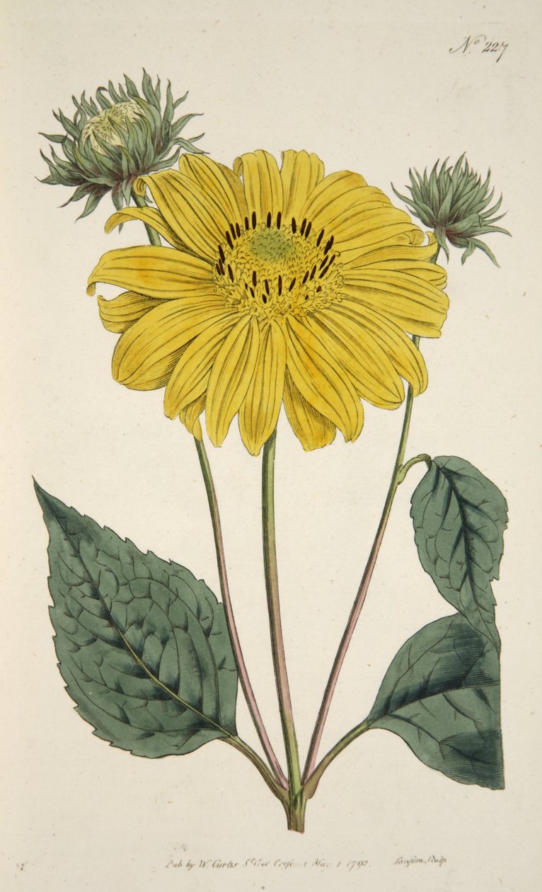 植物マグザインまたはフラワーガーデンディスプレイのパブ。 1796年（手描きの彫刻） 作： 英語学校