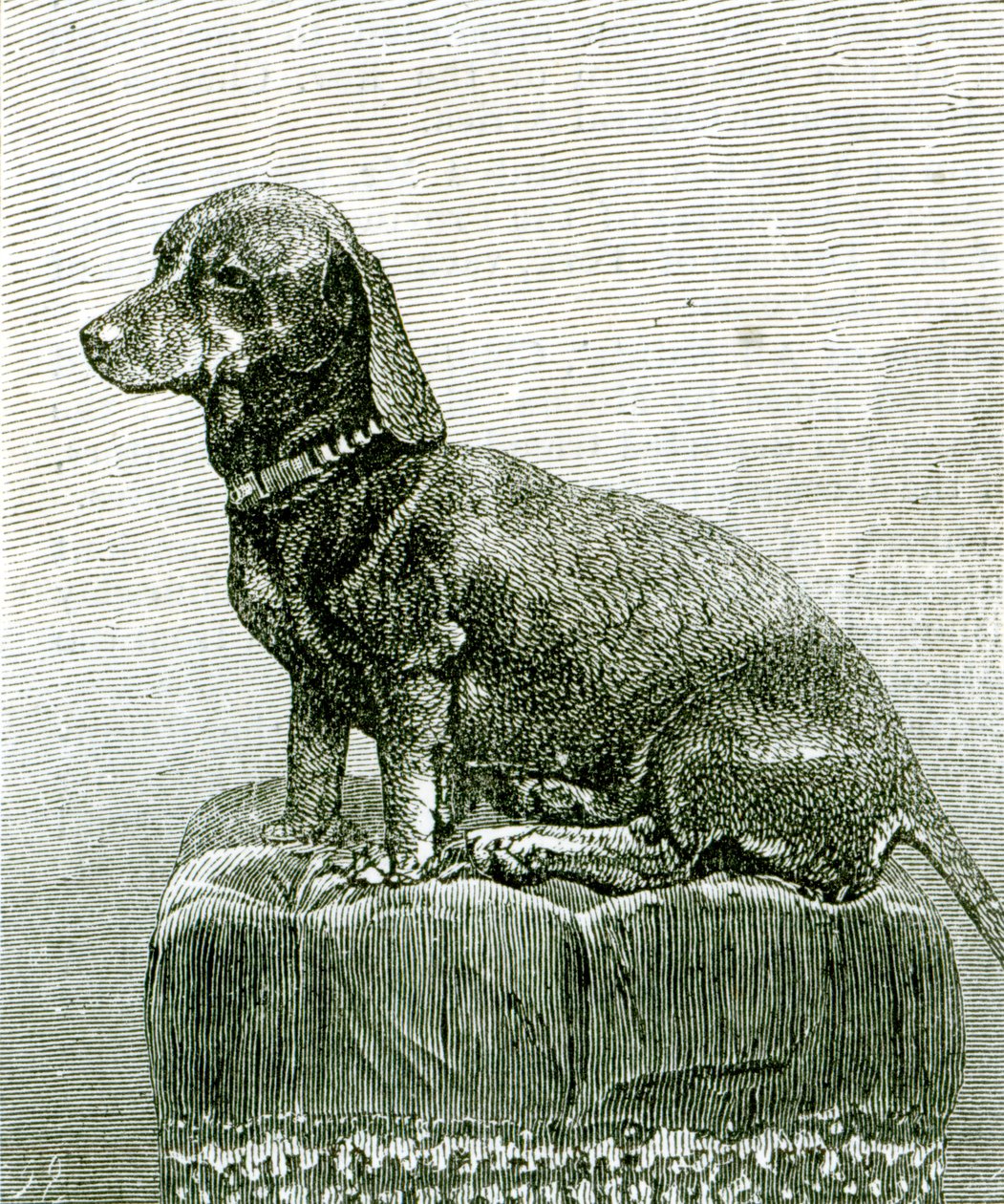 犬のジェイコブ、「イラストレイテッドロンドンニュース」、1883年11月3日 作： 英語学校