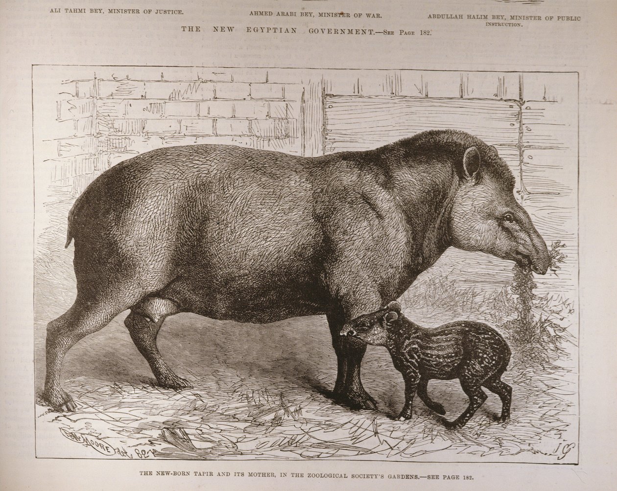 動物学協会の庭園にある新生バクとその母親、1882年2月25日の「The Illustrated London News」より 作： 英語学校