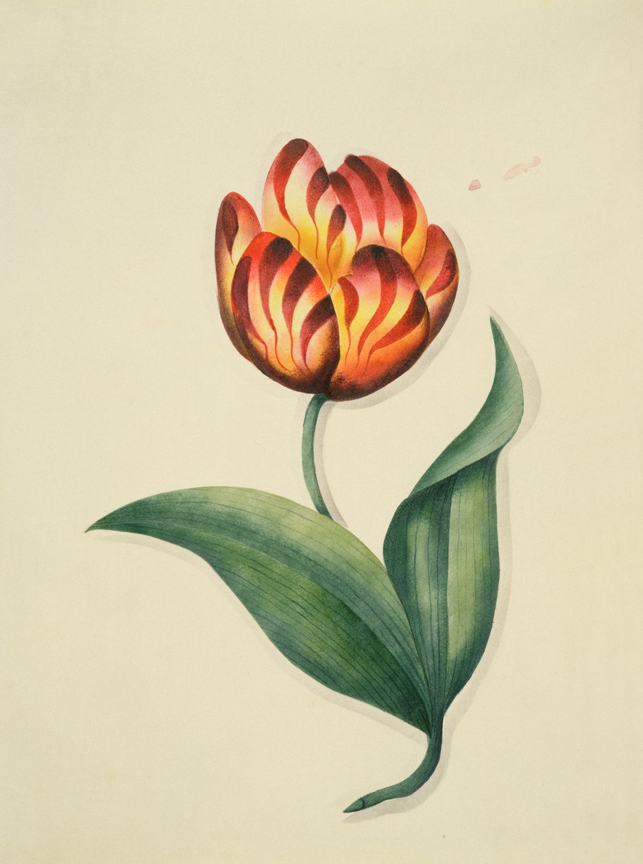 チューリップ、 `Flowers、a English Botanical Manuscript、c.1840（wc） 作： 英語学校
