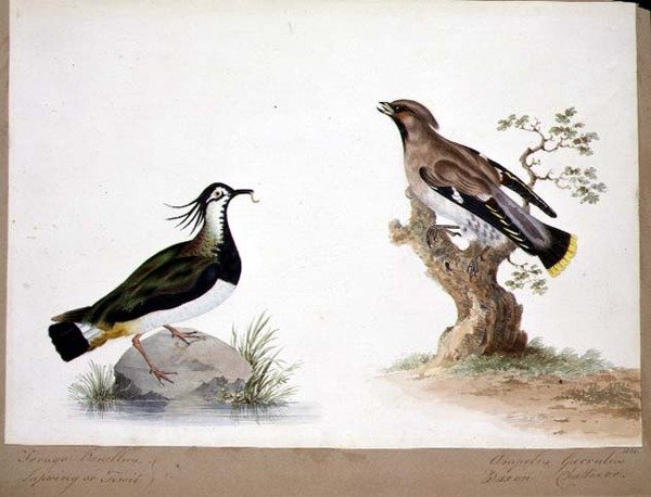 LapwingとWaxwing 作： 英語学校