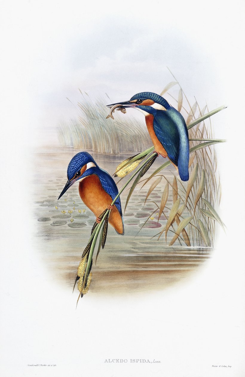 Alcedo Ispida（カワセミ） 作： 英語学校
