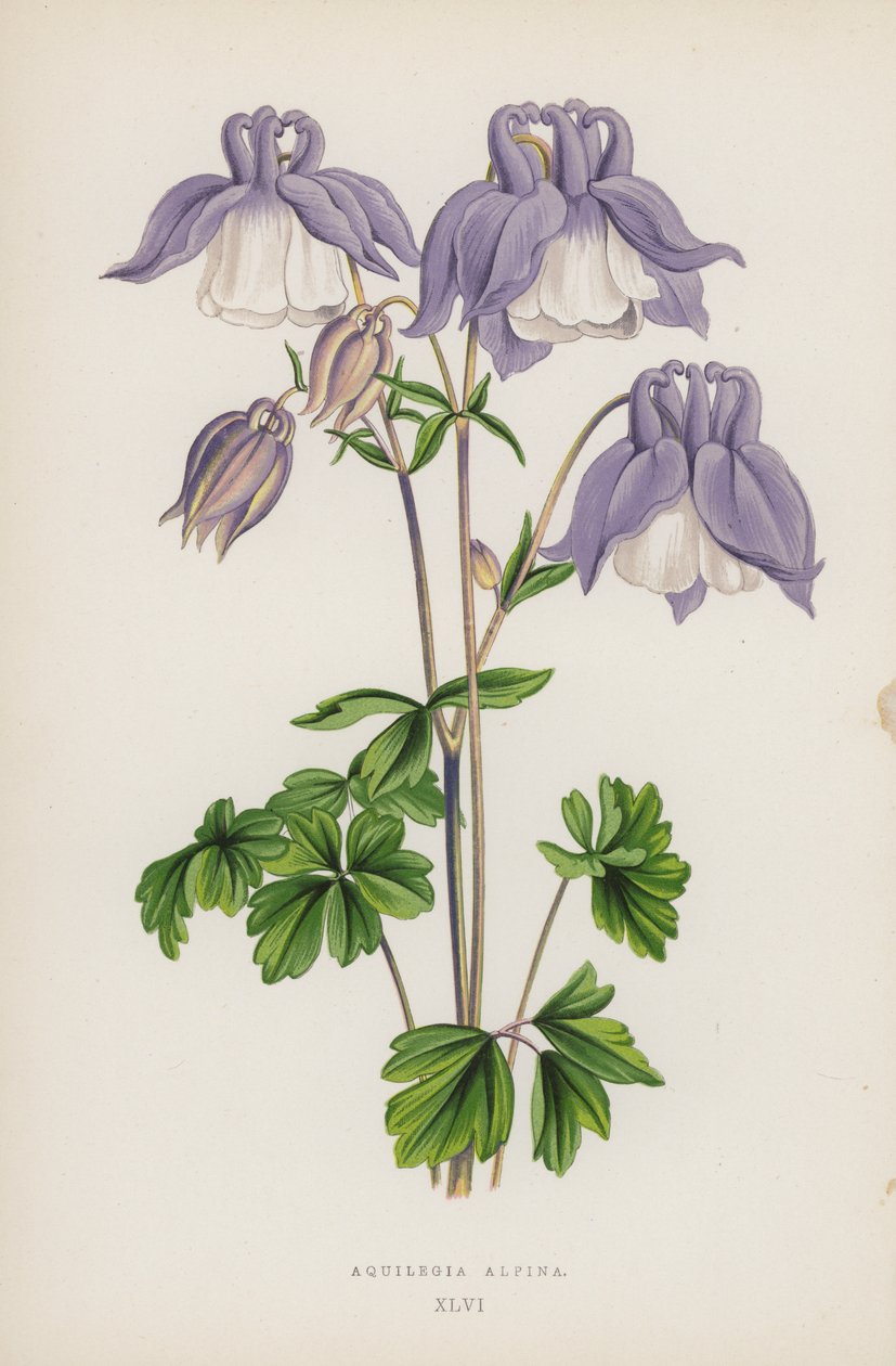 Aquilegia Alpina（カラーリトグラフ 作： 英語学校