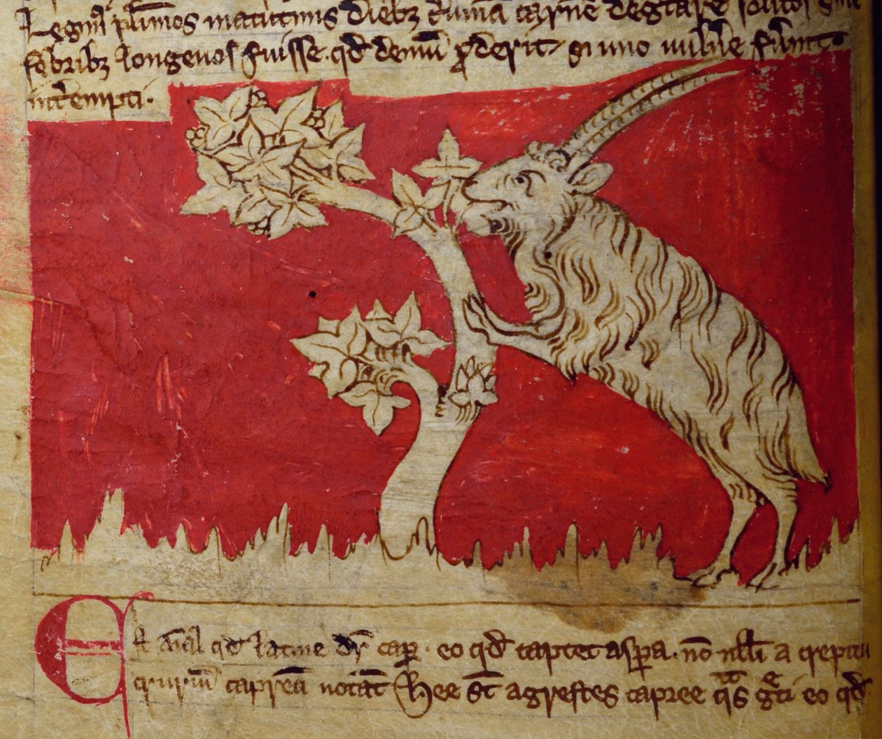 CCA-LitMs - D - 10 fol.1vヤギ、Bestiaryから 作： 英語学校