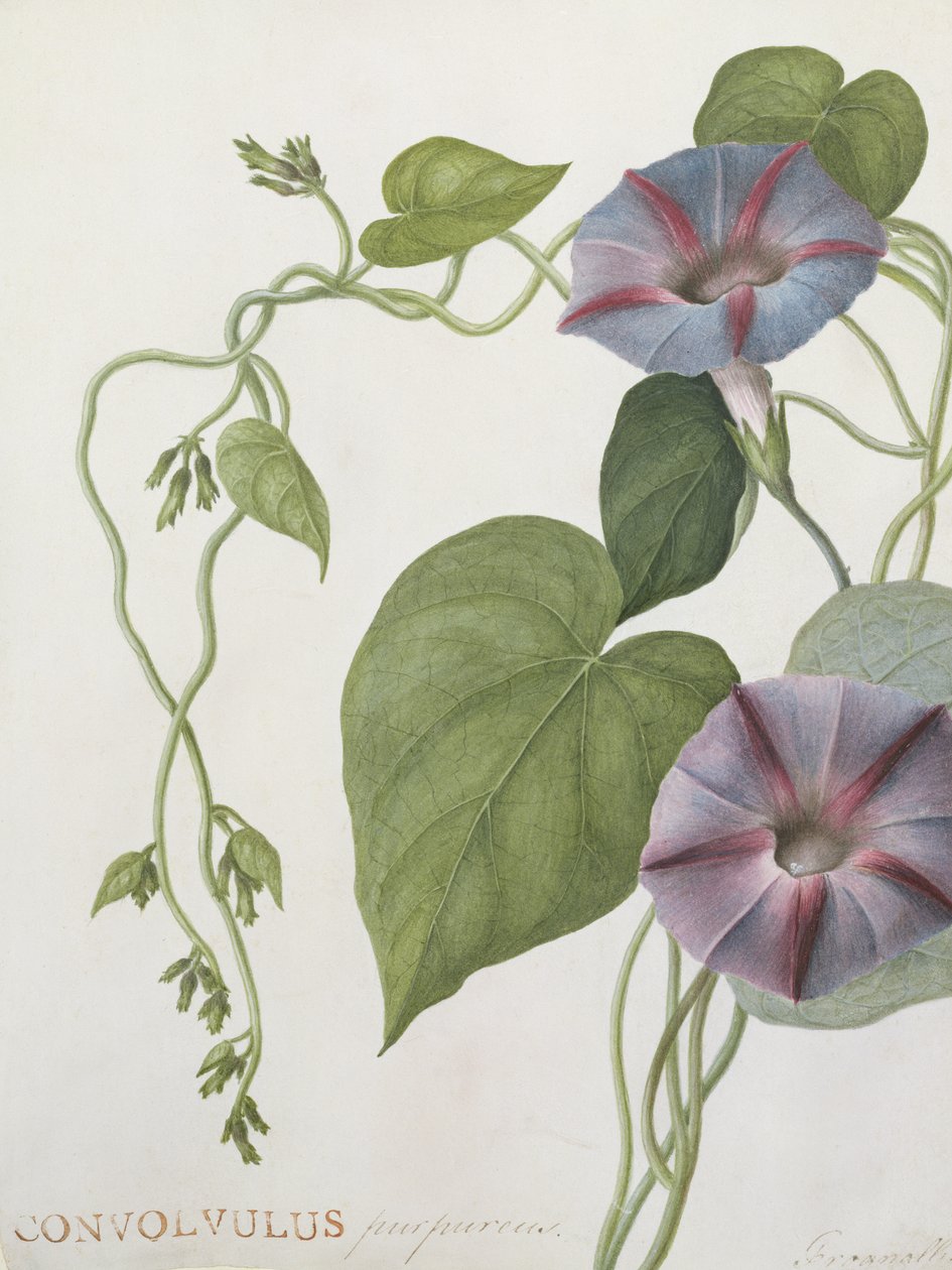 Convolvulus Purpurus（ベラムのトイレ） 作： 英語学校