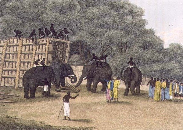 エドワード・オルム著「ヒンドゥー・エレファント・トラップ（Hindoo Elephant Trap）」。 作： 英語学校