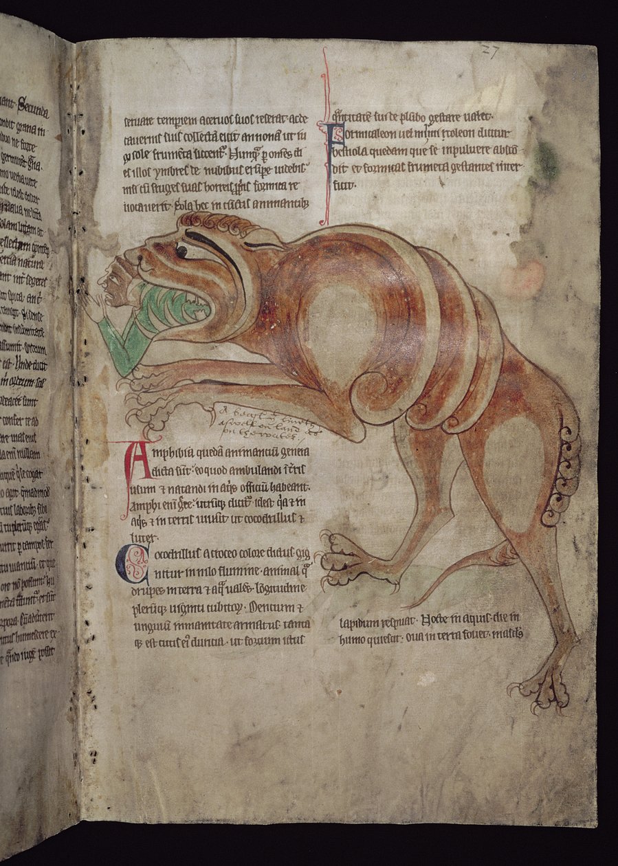 Ms.254 f.24 r Cocodrillus男を飲み込む 作： 英語学校