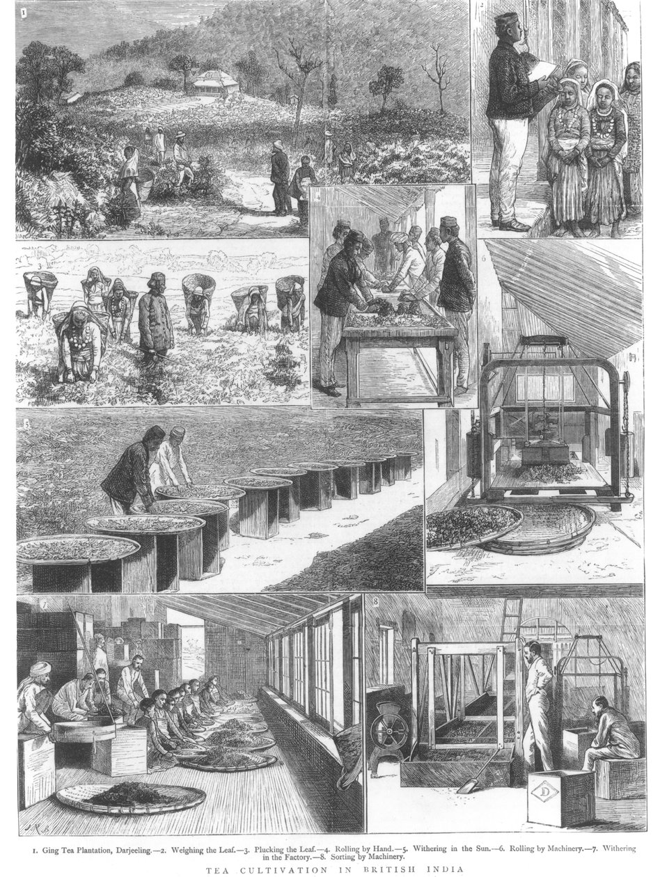 イギリス領インドにおける茶栽培、1876 作： 英語学校