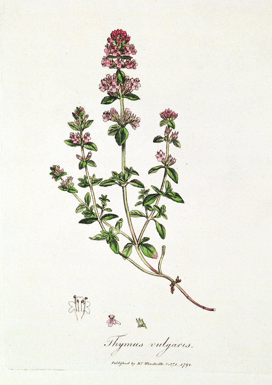 タイム（Thymus vulgaris）、ウッドヴィル博士著 作： 英語学校