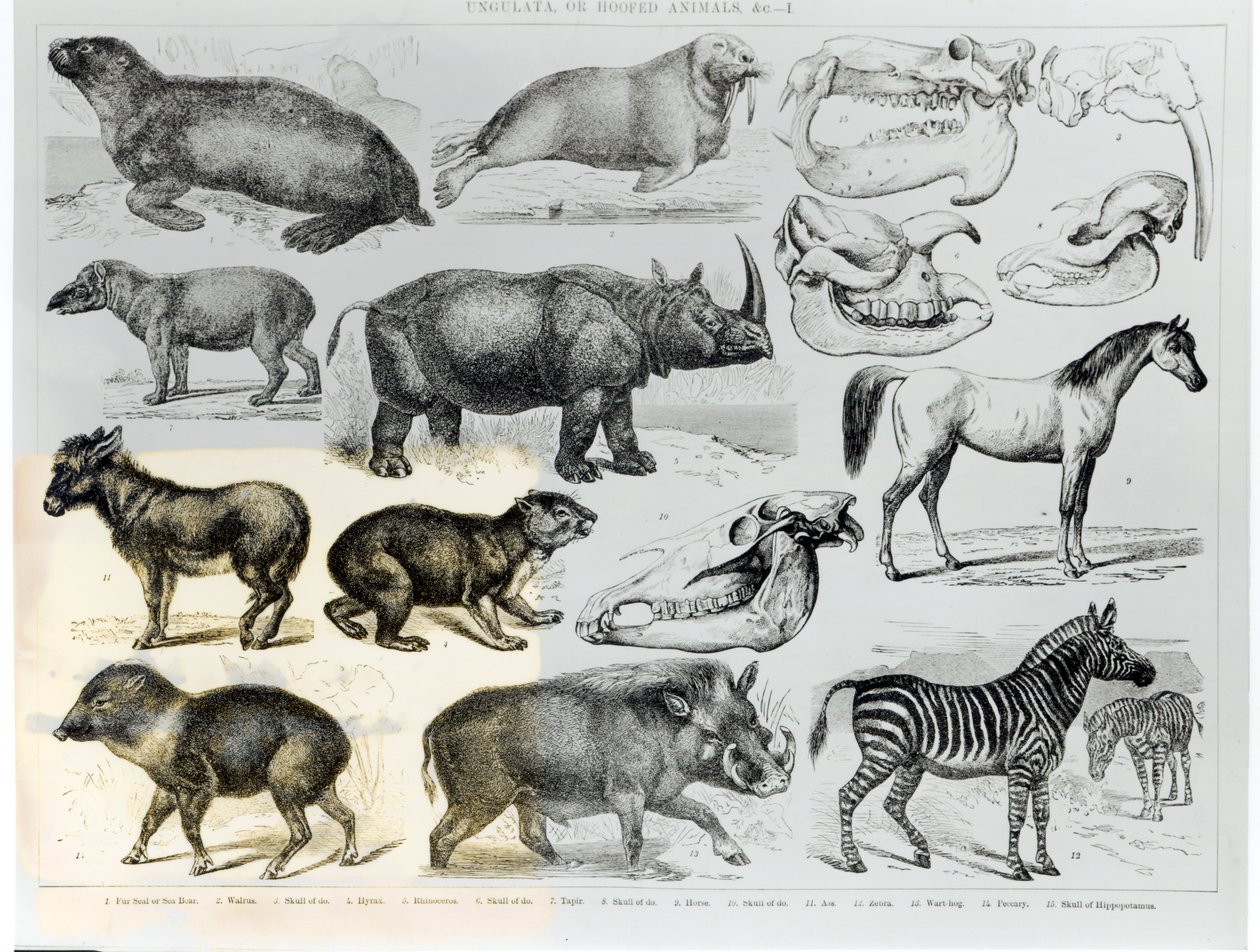 Ungulataまたは有蹄動物 作： 英語学校