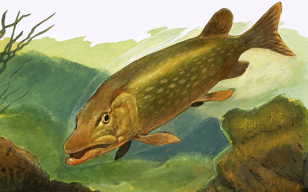 正体不明の魚 作： 英語学校