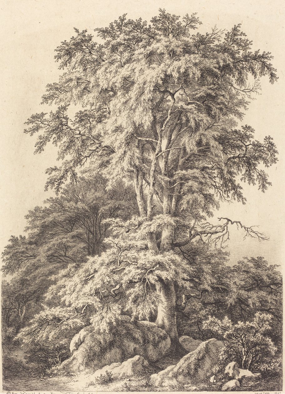 ブナの木立、1840 年。 作： ユージン・ブレリー