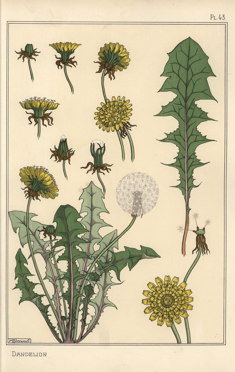 タンポポの植物学的研究 作： ユージーン・グラセット