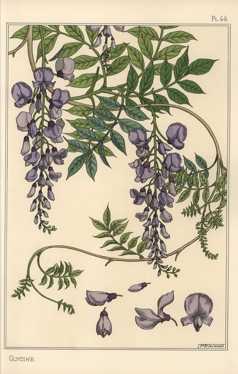 グリシンの植物学的研究 作： ユージーン・グラセット