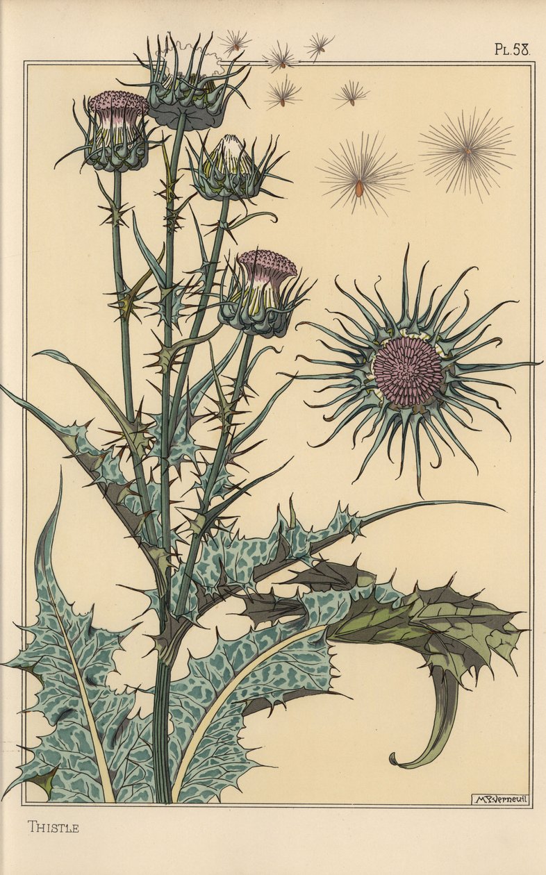 アザミの植物学的研究 作： ユージーン・グラセット