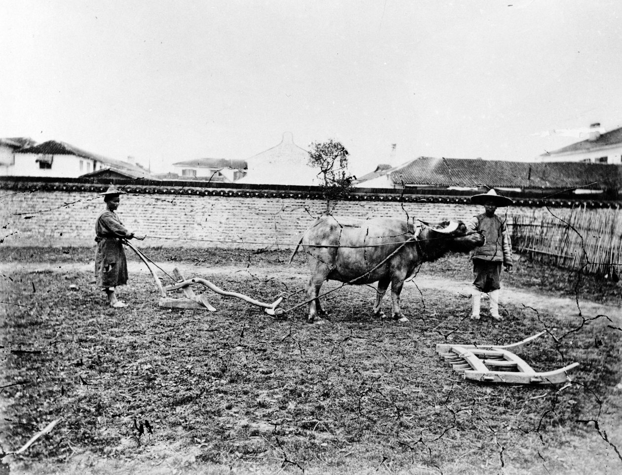中国の農民が牛を使って畑を耕す、1865年頃 作： ヨーロッパの写真家