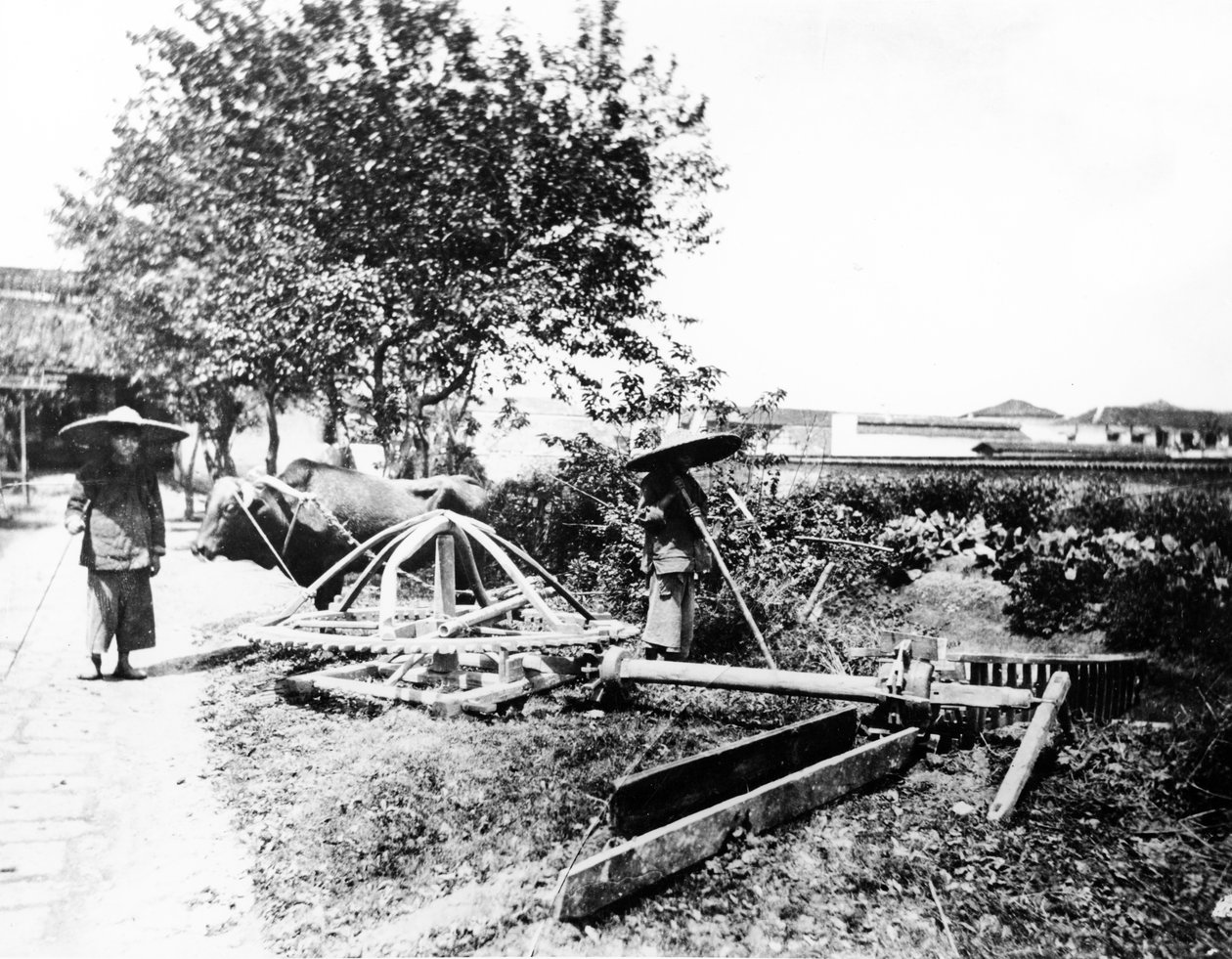 ウシ主導の灌漑、中国、1870年から80年 作： ヨーロッパの写真家