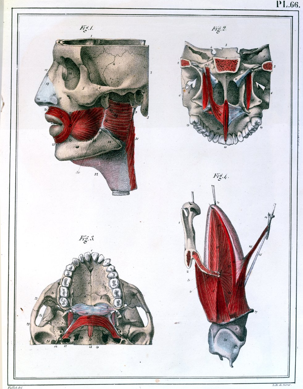 Jules Cloquet（1790-1883）1825の「Manuel d&39;Anatomie descriptive du Corps Humain」の喉と顎の解剖学 作： フェイエ