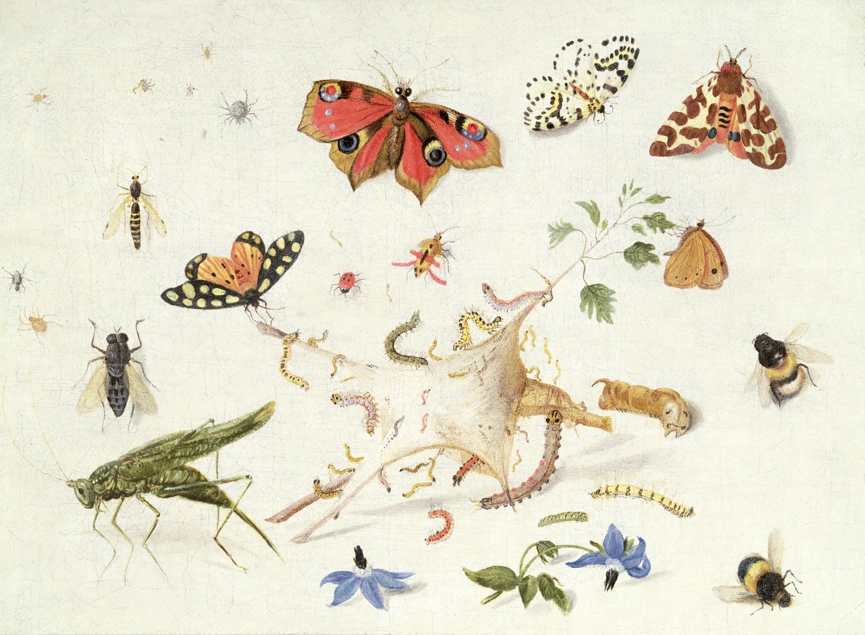 昆虫と花の研究（油） 作： フェルディナンド・ファン・ケッセル