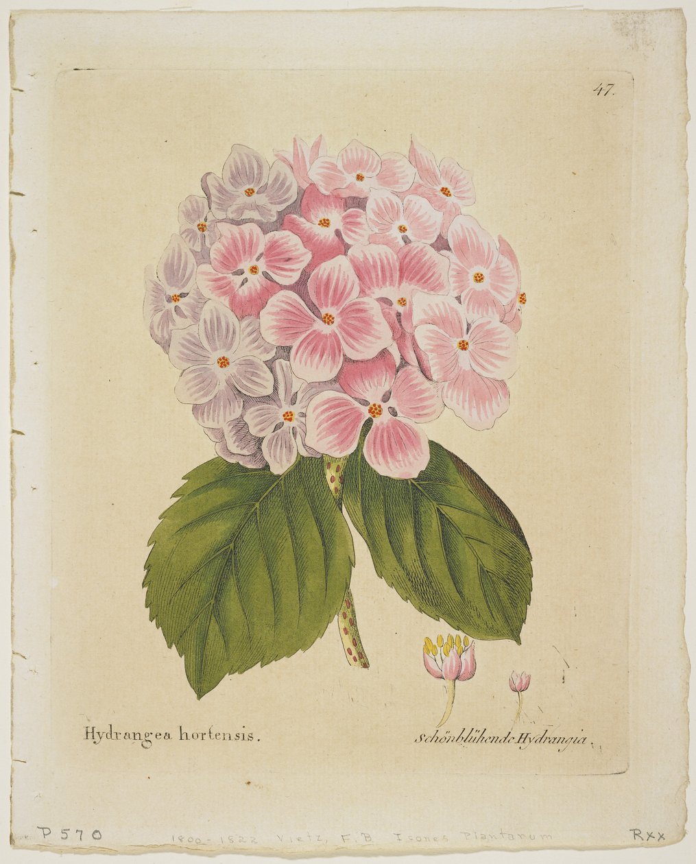 Schonbluhende Hydrang、アイコンのPlanta Medicaからの技術的説明の経験、彼らの復活、1804年（手描きの彫刻） 作： フェルディナンド・ベルンハルト・ビエッツ