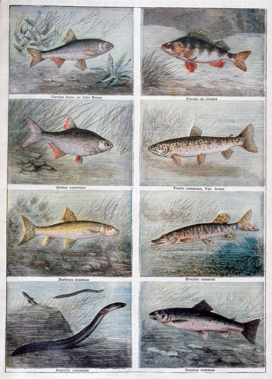 淡水魚、1897 作： フォルトゥネ・メオル