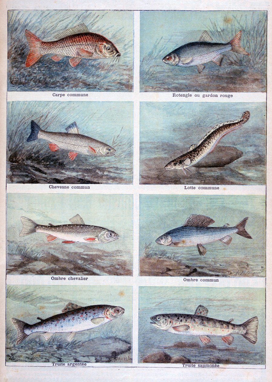 淡水魚、1898年。 作： フォルトゥネ・メオル