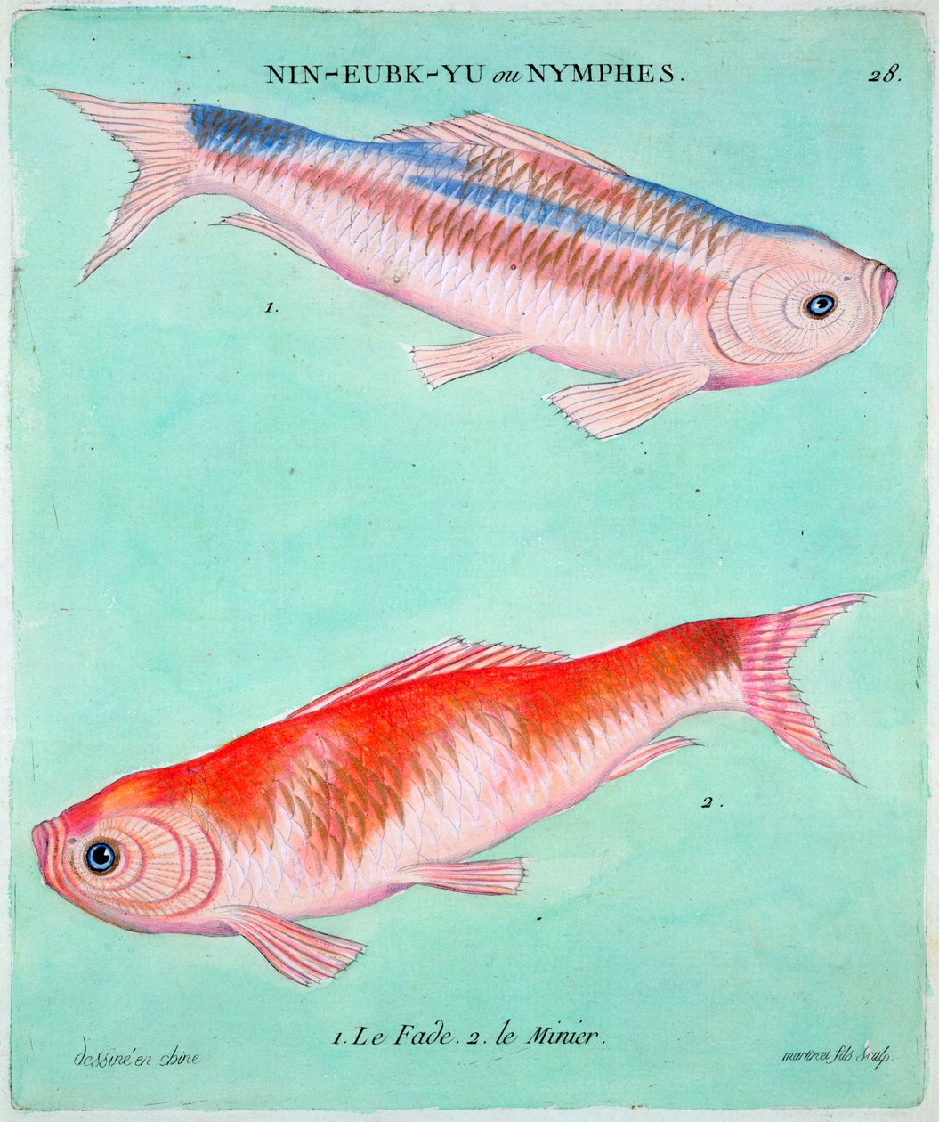 Chinese goldfish, 18th century   1176451   ja       japanese Successfully Translated  Original: Angel, 1519. Translat: Angel