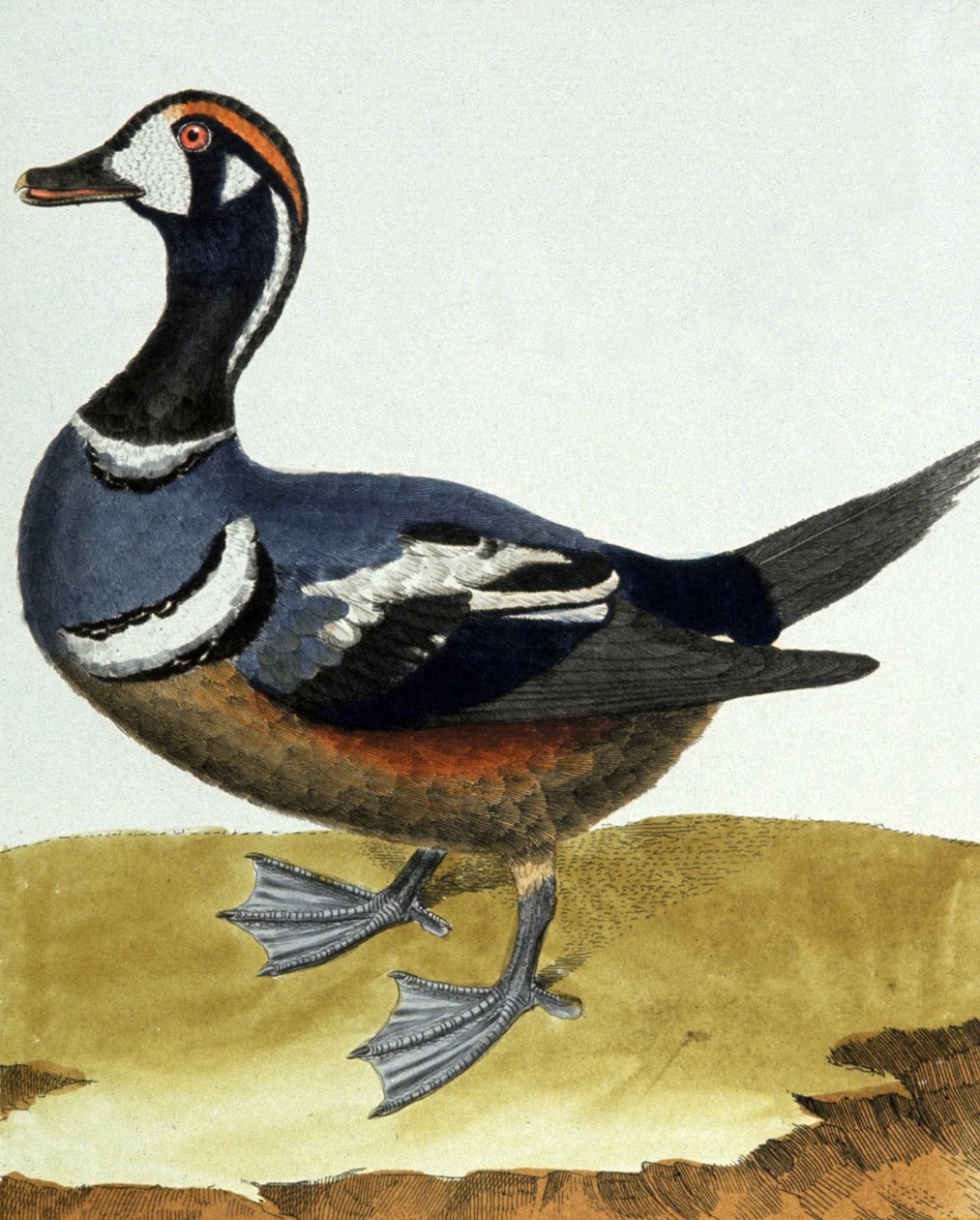 Canard a collier（カナード・ア・コリア）。 作： フランソワ・ニコラ・マルティネ