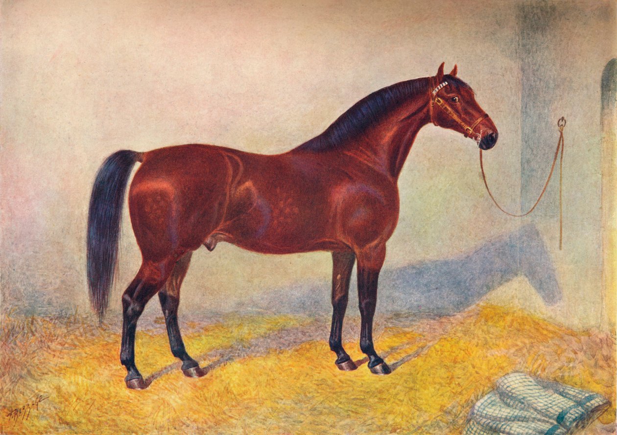 クリーブランド ベイ スタリオン スルタン、c1902 c1910 作： フランクバベッジ