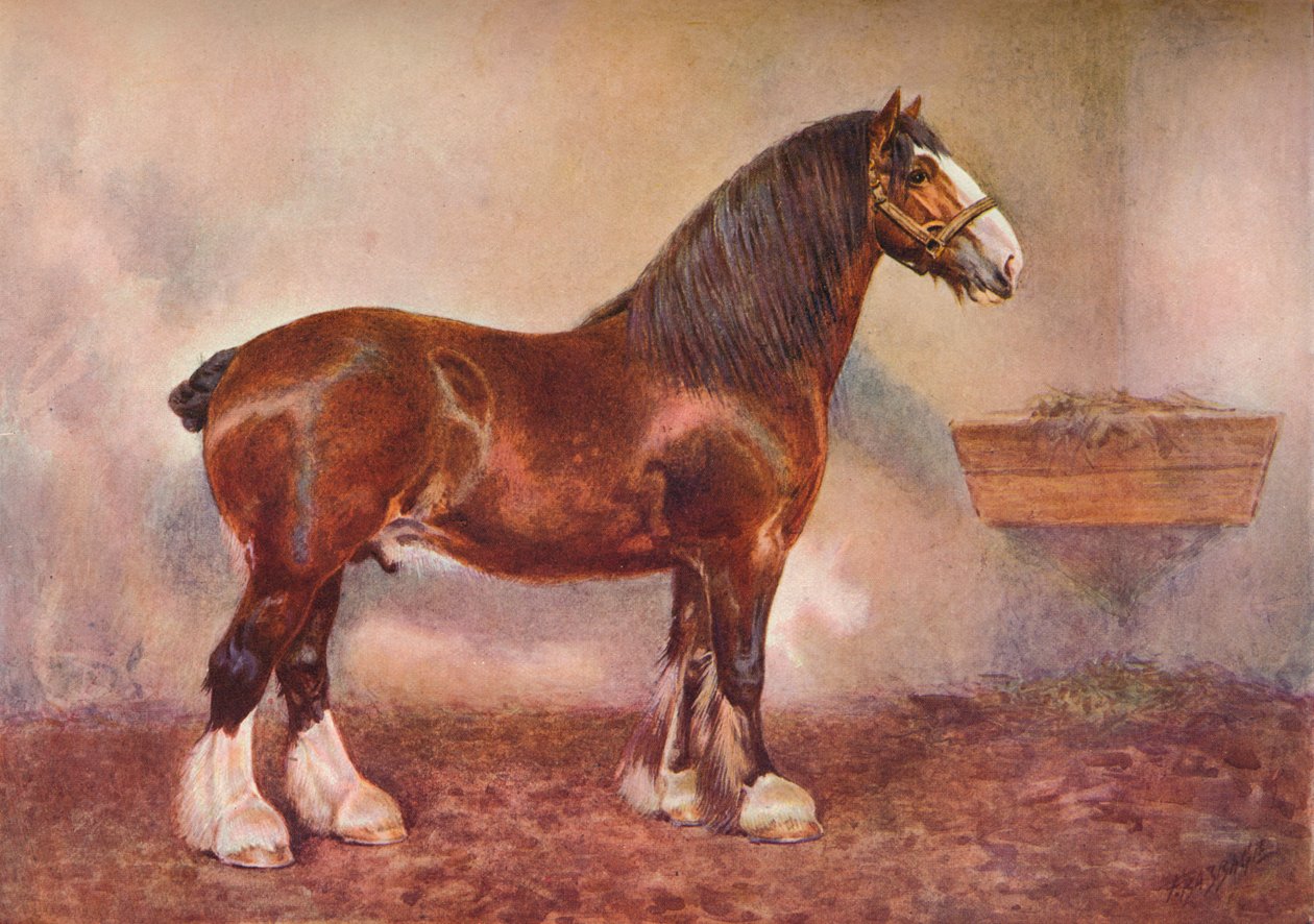クライズデール種牡馬プリンス オブ アルビオン、c1900 c1910 作： フランクバベッジ
