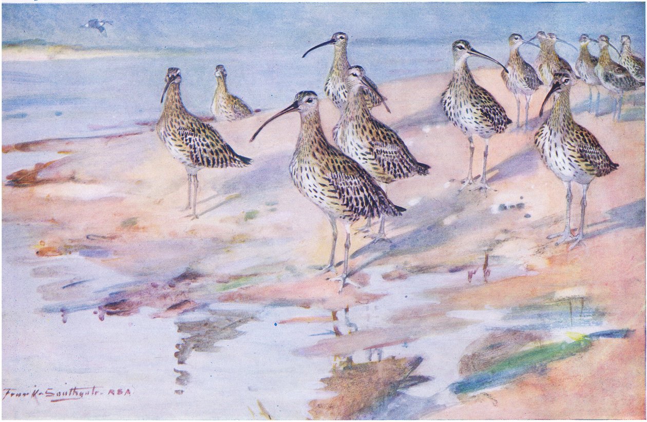 Blakeney PointのCurlews(litho) 作： フランク・サウスゲイト