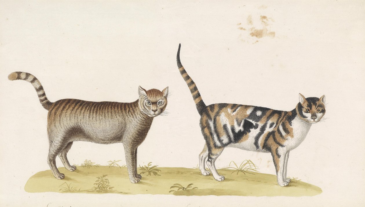 野生の猫、飼い猫 作： フランツ・アントン・フォン・シェーデル