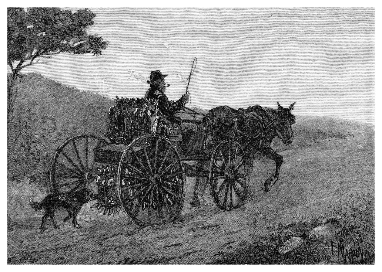 コラックウサギトラッパー、1886年。 作： フレデリック・B・シェル