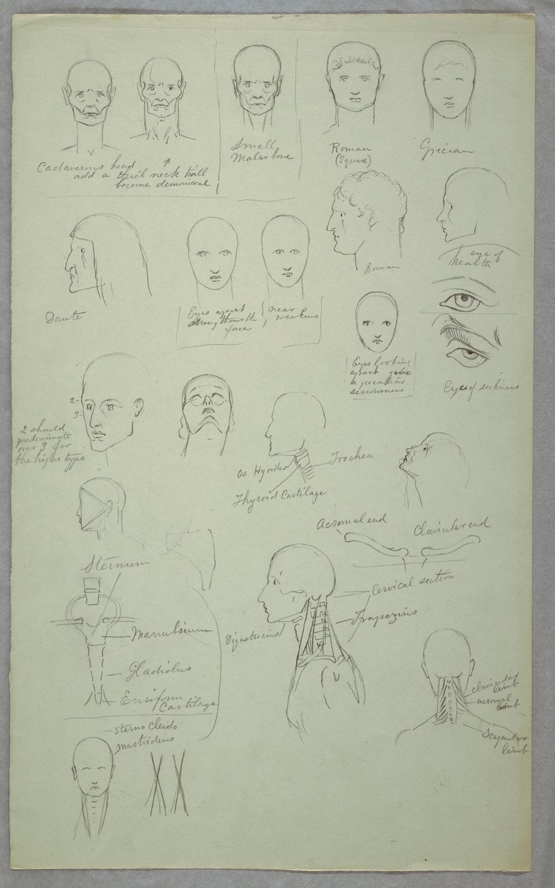 素描、解剖学的研究、1865-70年 作： フレデリックエドウィン教会