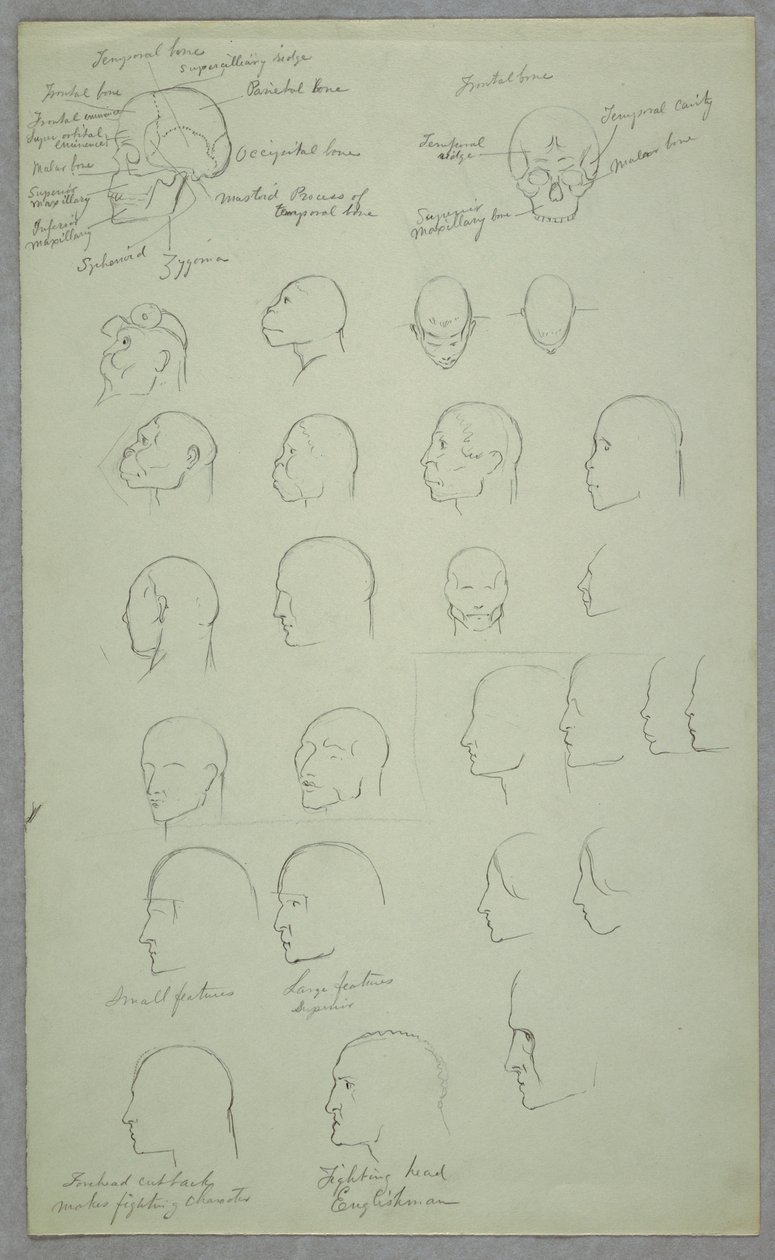 素描、解剖学的研究、1865-70年 作： フレデリックエドウィン教会