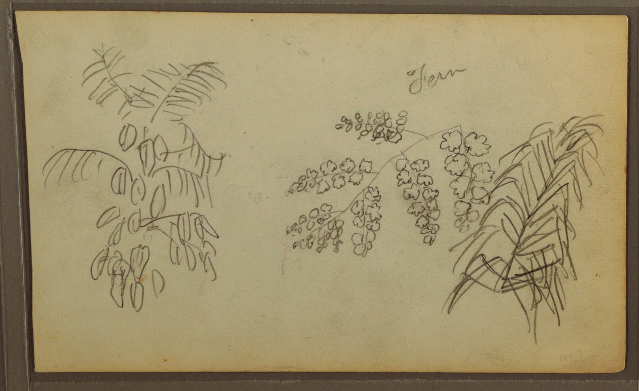 素描、植物スケッチ、1857年 作： フレデリックエドウィン教会