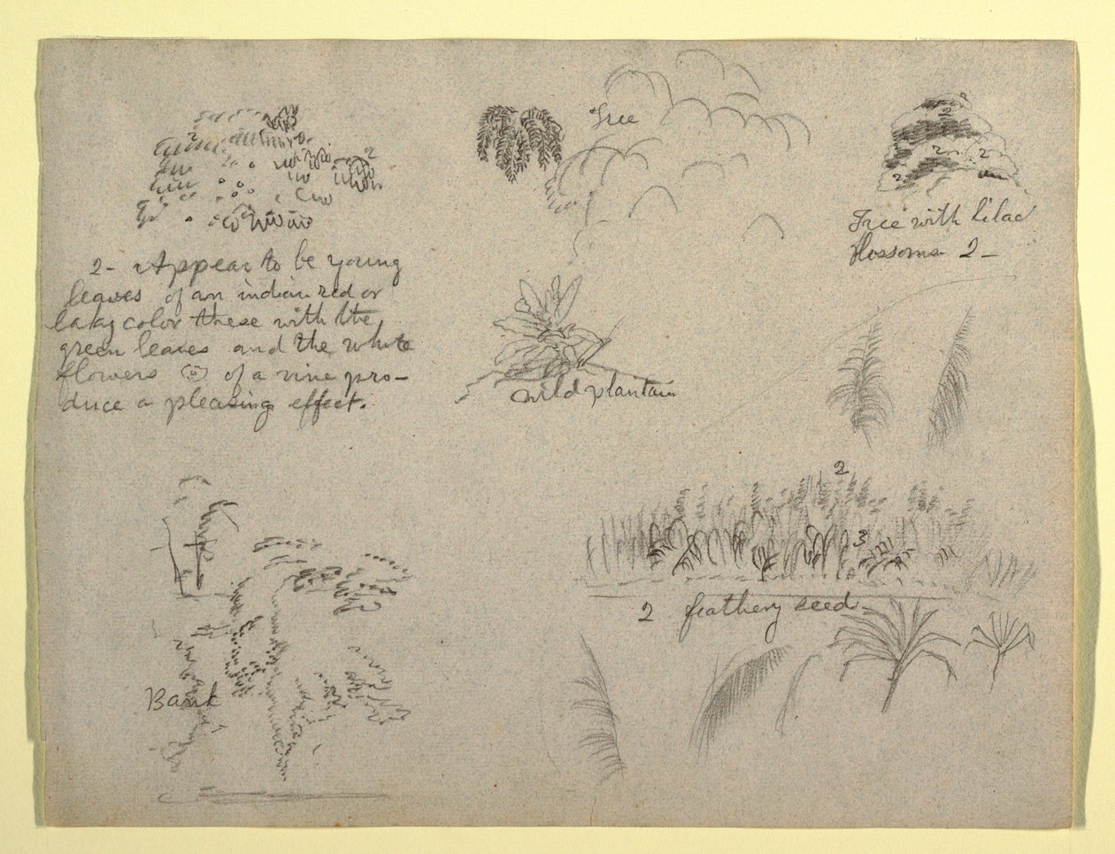 デッサン、植物スケッチ、コロンビア、1853年 作： フレデリックエドウィン教会